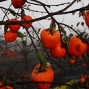 백수농장 이미지