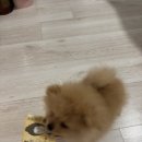 슈슈꼬망