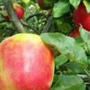 과일Farm 이미지