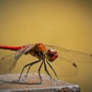 고추잠자리 이미지