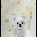 메리그루밍 이미지