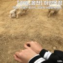 온어데일리 하양점 | 강원도_홍천 | 하양목장, 어른이들의 방문 후기