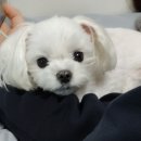 밀찻집 이미지