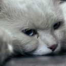 라온반려동물병원 이미지