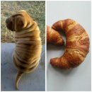 크루아상 이미지
