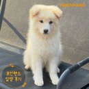 1922 | 포인핸드 입양후기[❤️입양후기❤️] 1922.보리