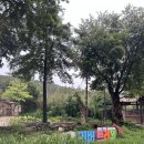 안성맞춤랜드19 | “에버랜드 3월25일 워킹사파리 후기｜리버트레일 vs 워킹 사파리 뭐가 더 좋았을까?” 줄안서고 사파리...