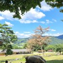 조안목장 | 춘천 당일치기 여행 양떼목장 중국냉면 당장가야됨