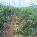 블루베리 여름 전정 시작 이미지