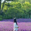 노포역 입구(1) | 부산근교 나들이 경남 양산 라벤더 포토존 느티나무의사랑 카페