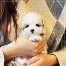 퍼피로그 강아지분양 창원점 이미지