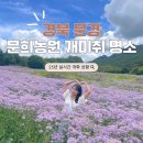 개화 | 문경 문희농원 개미취 2025 개화 후기, 개방기간, 주차정보