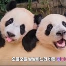 안녕숲 이미지