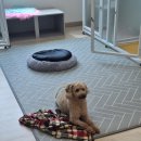 코코펫 살롱 호텔 이미지