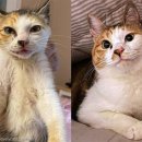 묘생역전 이미지