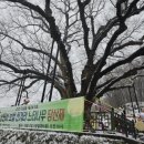 남원 진기리 느티나무 이미지