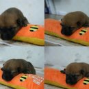비룡 이미지