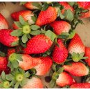 명재농장 | 6시내고향 논산 왕딸기