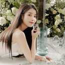 시크릿바 Daum카페