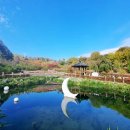 산약초 이미지
