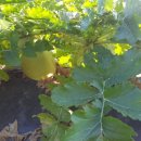 돌산농장 이미지