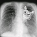 안산 센트럴 동물병원 이미지