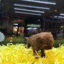 멍멍이냥 강아지분양 이미지