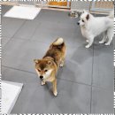 애견매니아 이미지