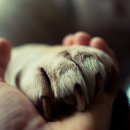 진영동물병원 이미지