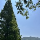 물맑은양평개군한우 | 양평 1박2일 여행(두물머리, 비원매운탕, 용문사, 물맑은양평개군한우, 개군할머니토종순대국)