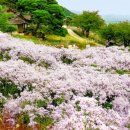 작은꽃지천 이미지