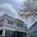목포 당일치기 여행, 벚꽃명소와 맛집 그리고 카페 내돈내산 솔직후기!!