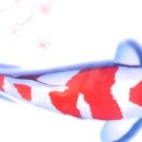 진천관상어 이미지