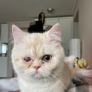 볼트형아