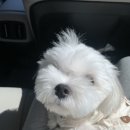 몽통구리 이미지