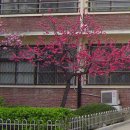 서울연촌초등학교 이미지