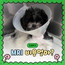 원 동물병원 | 강아지 MRI 비용 90만원 | 신촌 웨스턴 동물병원 실제 후기