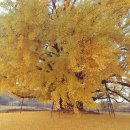 나무여행 이미지