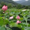 연꽃마을 건넌들