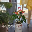 수원꽃직매장