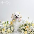 멍야옹실 이미지