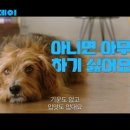 해피 도그 데이 이미지