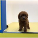 도그마루 고양이 강아지 무료분양 이미지