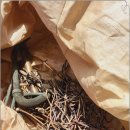 칠성자원 이미지