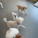 댕겨올개 이미지