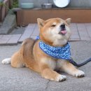 BAOBEI(바오베이) 이미지