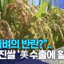 &#34;퇴출벼의 반란?&#34; .. 신동진쌀 &#39;美수출에 활기&#39; 이미지