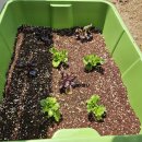 양천2농장 | 양천구 상자텃밭 분양 신청 (베란다 텃밭, 집에서 상추 키우기)