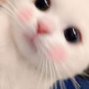 인달 이미지