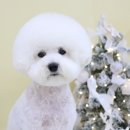 멜로디펫살롱 이미지